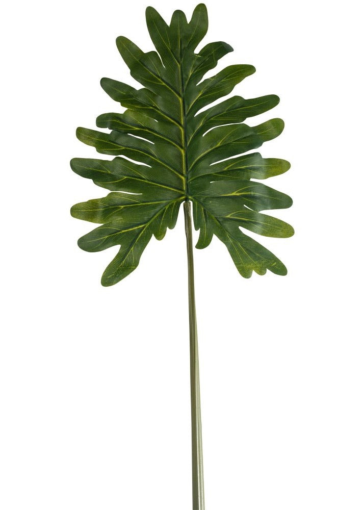 Philodendron Leaf