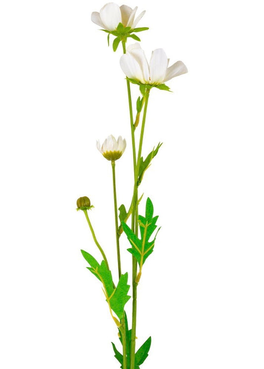 Japanese Anemone White