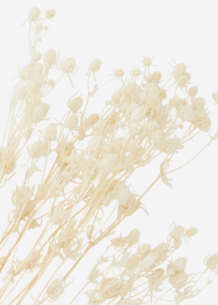 Madam Stoltz Dried Flowers -  Eryngium Planum - Off White