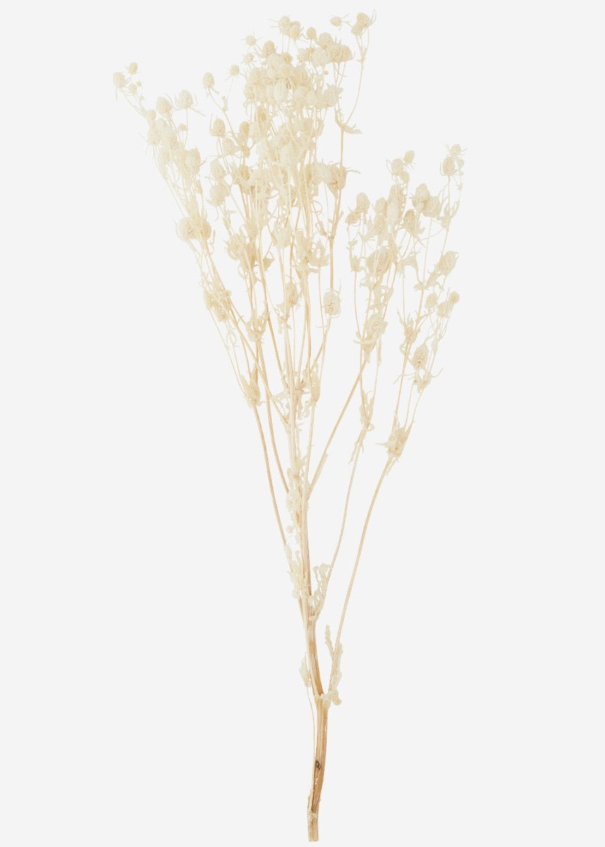 Madam Stoltz Dried Flowers -  Eryngium Planum - Off White