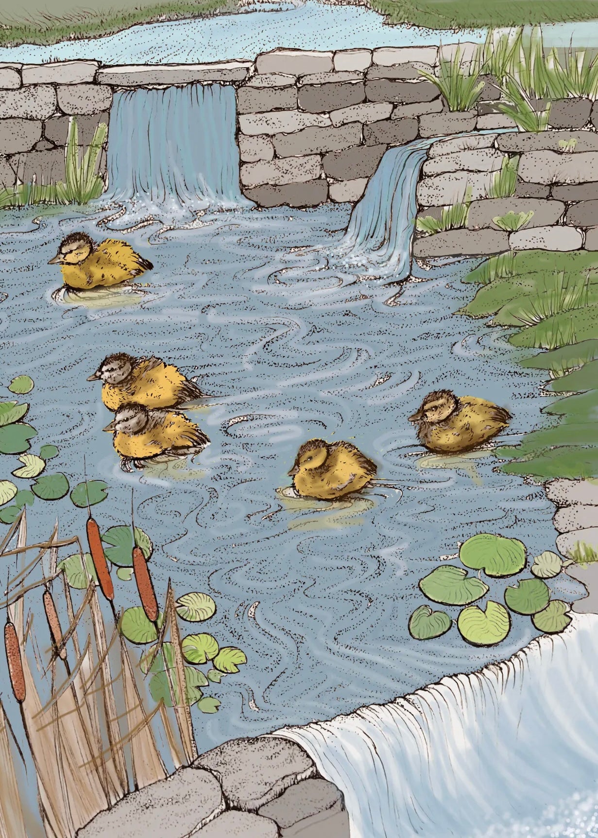 Fay's Studio Ducklings on a Pond